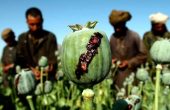 نتیجه یک تحقیق: کشت مواد مخدر در افغانستان 37 درصد افزایش یافته