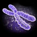 کروموزوم انسان سنگین‌وزن‌تر از انتظار دانشمندان است
