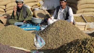 برداشت کشمش در ولايت سرپل دو برابر افزايش یافته است