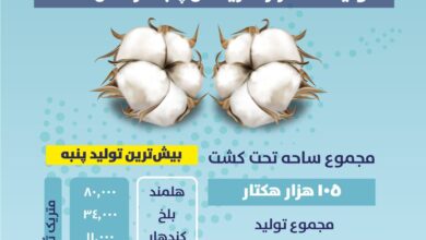 تولید پنبه در کشور 30 درصد افزایش یافت