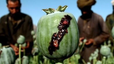 سازمان ملل: افزایش قیمت تریاک در افغانستان تهدیدی برای ثبات منطقه است