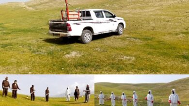 هجوم ملخهای مراکشی بهشمال؛ کمپاین مبارزه با ملخها در سمنگان آغاز شد