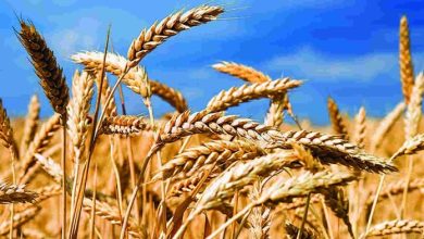 آغاز طرح ۱۰ میلیون پوندی بریتانیا و فائو برای تقویت کشاورزی افغانستان