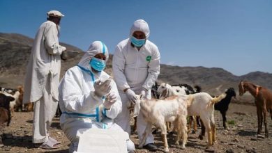 بیماری طاعون کوچکنشینان؛ بیش از ۲۱ میلیون دام در خطر است