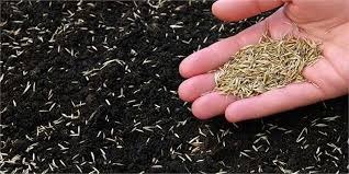 آغاز طرح بزرگ فروش بذر با کوپن الکترونیکی در افغانستان